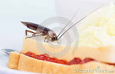 The problem in the house because of cockroaches living in the kitchen.Cockroach eating whole wheat bread on white backgroundIsola Stock Photo