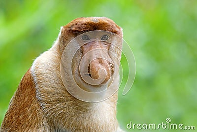 Proboscis monkey Stock Photo