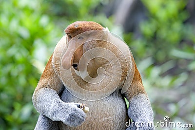 Proboscis monkey Stock Photo