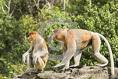 Proboscis monkey, male and female. Stock Photo