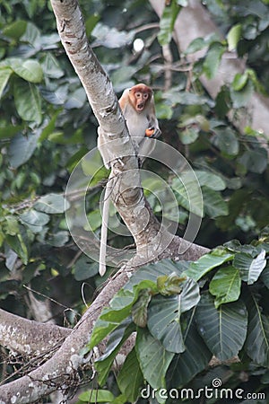 Proboscis Monkey Shocked Surprised Look Stock Photo