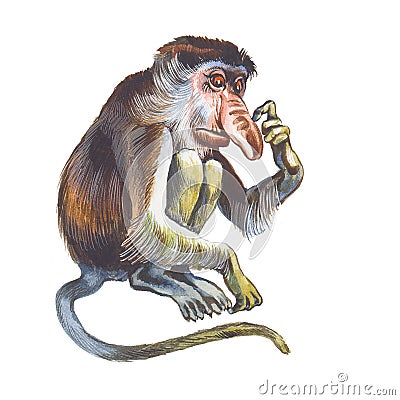 Proboscis Monkey (Nasalis larvatus) Stock Photo