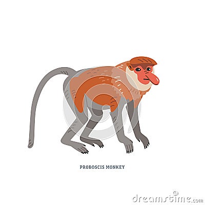 Proboscis monkey. Nasalis larvatus or long-nosed monkey. Vector Illustration