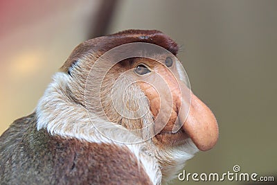 Proboscis monkey Stock Photo