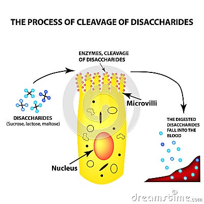 The process of cleavage of disaccharides. Structure of the enterocyte. absorptive cells intestine. Infographics Vector Illustration