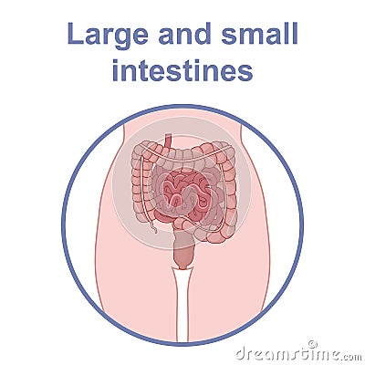 Process of digestion Vector Illustration