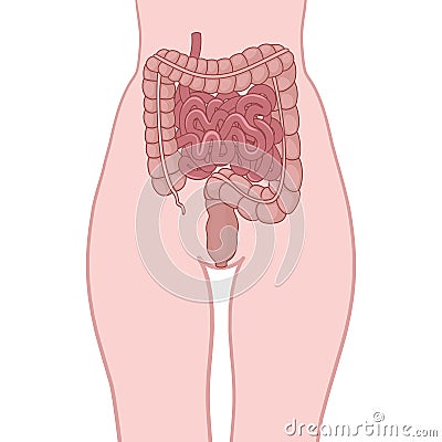 Process of digestion Vector Illustration