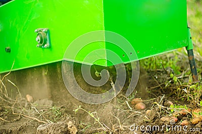 The process of digging potatoes out of the ground. Using machines to improve food production. Harvesting campaign with a digging Stock Photo