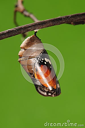 The process of eclosion(1/13 ) The butterfly try to drill out of cocoon shell, from pupa turn into butterfly Stock Photo