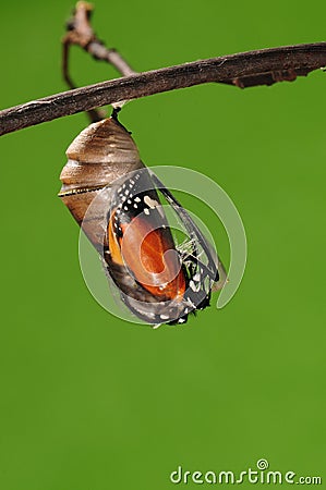The process of eclosion(2/13 ) The butterfly try to drill out of cocoon shell, from pupa turn into butterfly Stock Photo