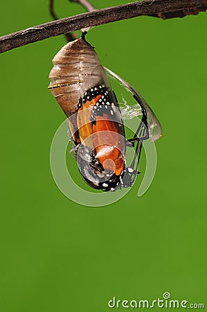 The process of eclosion(4/13 ) The butterfly try to drill out of cocoon shell, from pupa turn into butterfly Stock Photo