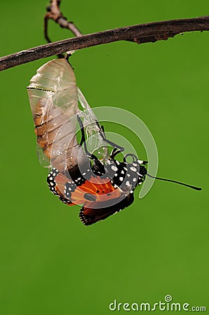 The process of eclosion(6/13 ) The butterfly try to drill out of cocoon shell, from pupa turn into butterfly Stock Photo