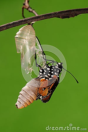 The process of eclosion(8/13 ) The butterfly try to drill out of cocoon shell, from pupa turn into butterfly Stock Photo
