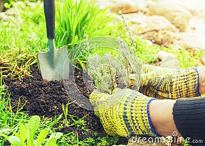 The process of garden spring work. Hands planting lavender seedlings into the ground. Stock Photo
