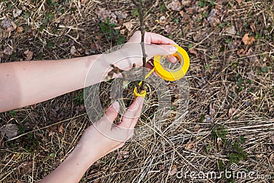 The process of grafting trees in the garden Stock Photo