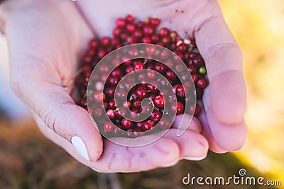 Process of harvesting and collecting berries in the national park of Finland, girl picking cowberry, cranberry, lingonberry and Stock Photo