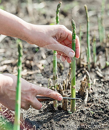 Process of harvesting of green asparagus in the garden Stock Photo
