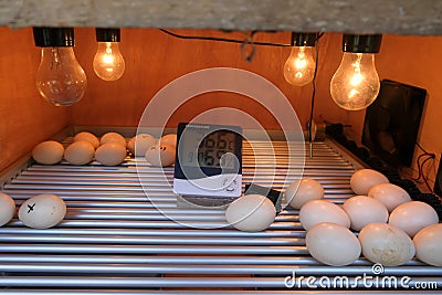 The process of hatching chicken eggs by heating to a measured temperature Stock Photo