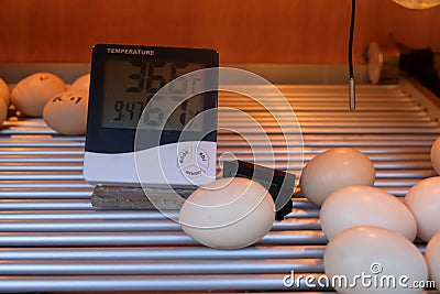 The process of hatching chicken eggs by heating to a measured temperature Stock Photo