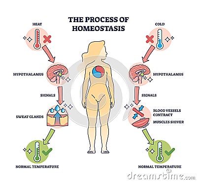 Process of homeostasis as human body temperature regulation outline diagram Vector Illustration