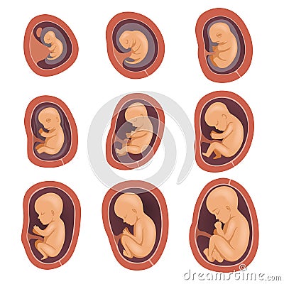 Process of fetal development. Pregnancy from 1st to 9th months. Flat vector design for educational book, infographic Vector Illustration