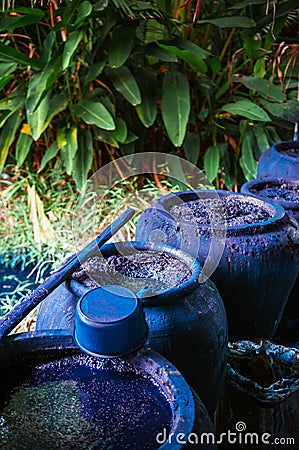 Process of making indigo dye, Indigo plant fermentation in clay Stock Photo