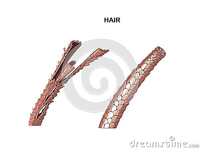 Process of nutrition and hair strengthening, lamination, botox Stock Photo