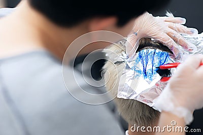 The process of partial painting of hair, in several colors, using foil. Master colorist in the workflow Stock Photo