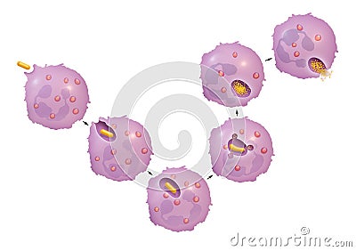 Process of phagocytosis by neutrophils Stock Photo