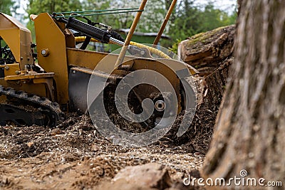 The process of removing a tree stump where the rotating head of the stump cutter grinds a freshly sawn stump...The blades of the Stock Photo