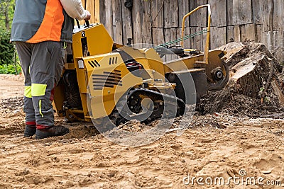 The process of removing a tree stump where the rotating head of the stump cutter grinds a freshly sawn stump...The blades of the Stock Photo