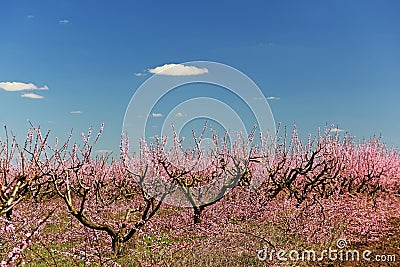 The process of spring pruning blooming pink peach orchard. Rows of blooming trees with pink flowers Stock Photo