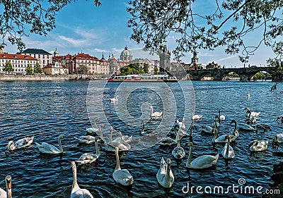 Panorama Prague with swans on the river, Czech Republic Stock Photo