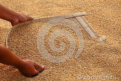 Processing golden paddy seeds Stock Photo