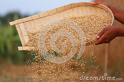 Processing golden paddy seeds Stock Photo