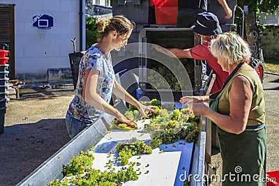 Processing harvested grapes. Editorial Stock Photo