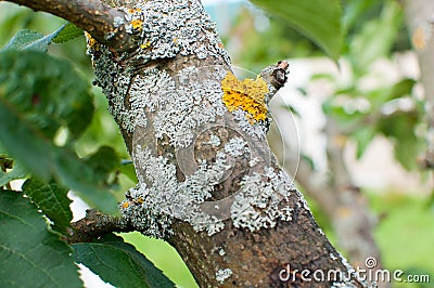 Processing of a sick tree, damage on a tree trunk. Close up Stock Photo