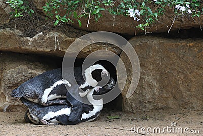 Procreation of pinguins Stock Photo