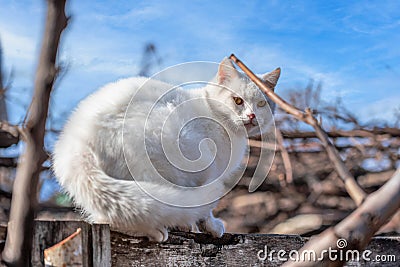 prodigal mongrel white cat sits on a wooden peeling fence in early spring Stock Photo