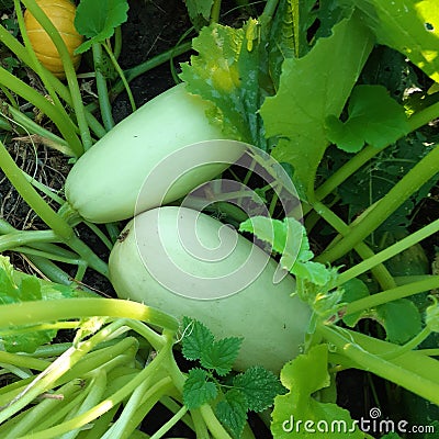 Product vegetable edible zucchini light green Stock Photo