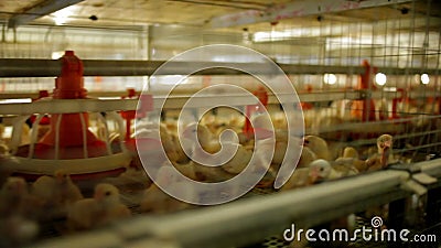 Production de volaille de ferme de poulet Production de volaille de ferme de poulet