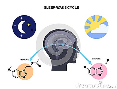 Sleep wake cycle Vector Illustration