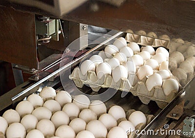 Production for sorting chicken eggs, the process of selection of chicken eggs, close-up, picking Stock Photo