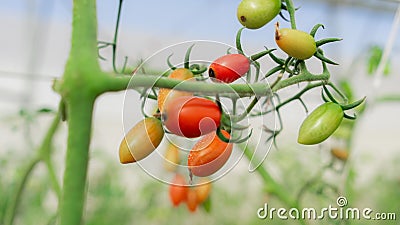 Productivity of plants emerging from stubs The fruit looks orange when ripe. Stock Photo