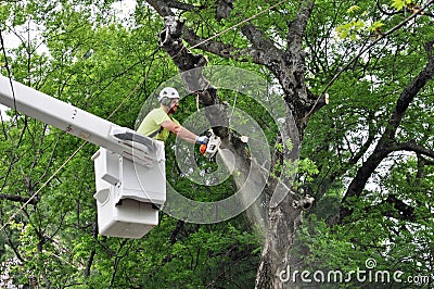 Professional Arborist Working in Crown of Large Tree Stock Photo