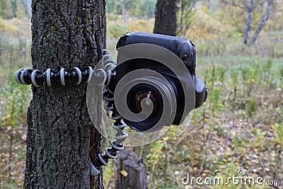 Professional camera hanging on flexible tripod on tree, blurred Stock Photo