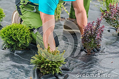 Landscaper Installing Weed Control Fabric in a Garden Stock Photo
