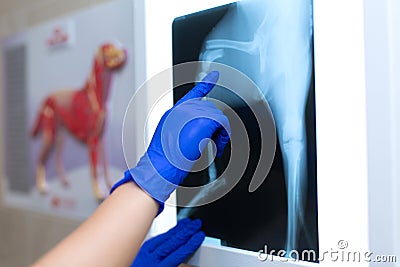 A professional doctor radiologist with gloves is looking at an X-ray picture on the background of a negatoscope which shows a Stock Photo