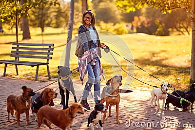 Professional Dog Walker - group of dogs with woman dog walker enjoying in walk outdoors Stock Photo