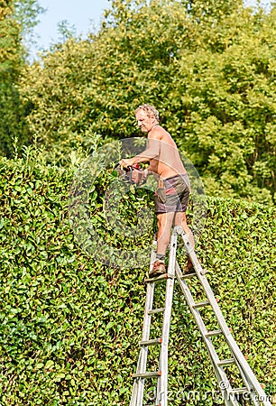 Professional Gardener cuts hedge with gasoline hedge trimmer. Stock Photo